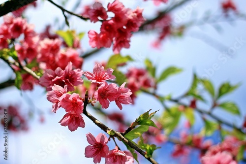 pink sakura flower nature
