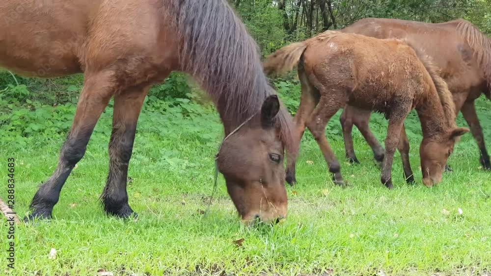 Brown horses are eating grass in the yard field in country side Brown horses are eating grass in the yard field in country side