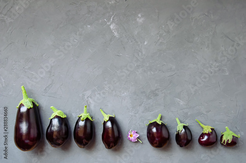 Ripe eggplant lie on a gray concrete background. Top view. photo