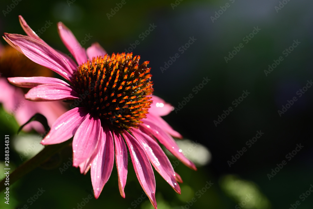 Closeup of a blooming red sun hat (Echinacea) with water drops in the summer in backlight Closeup of a blooming red sun hat (Echinacea) with water drops in the summer in backlight