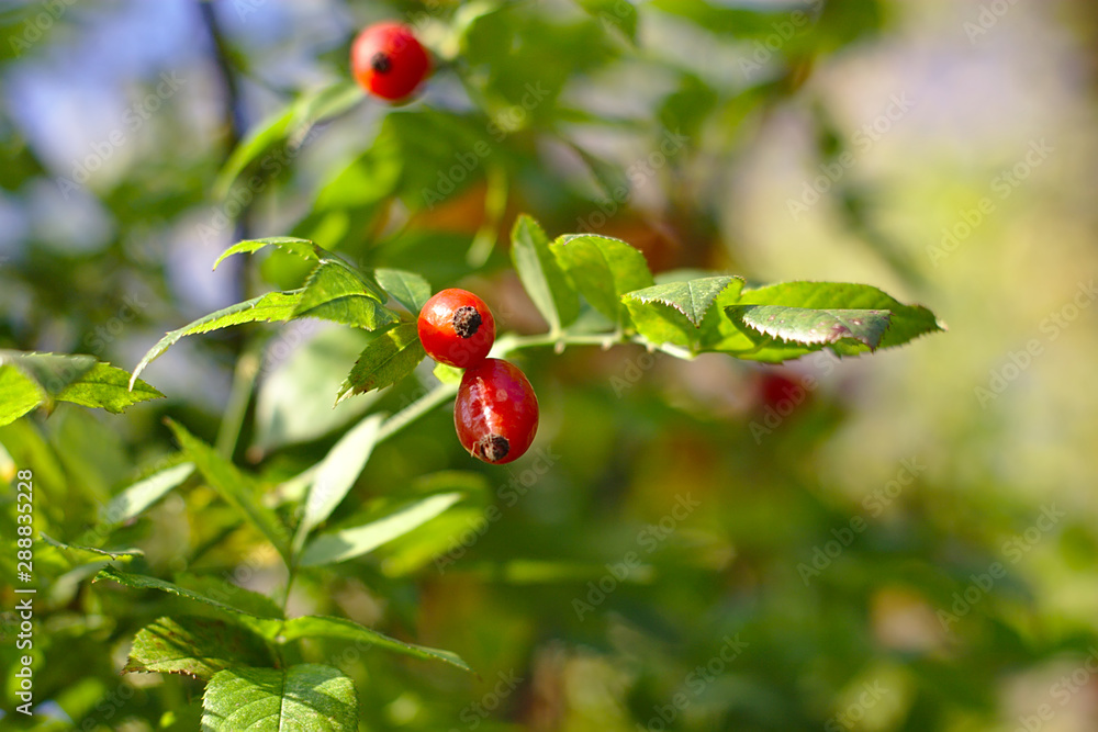 bright red berries on a branch