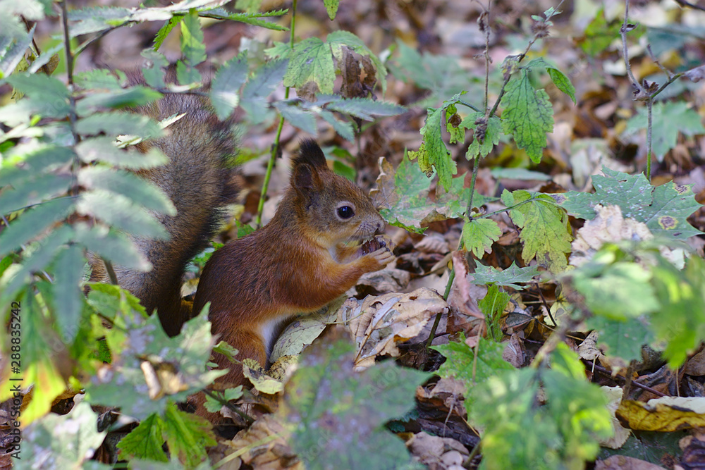 Fototapeta premium squirrel having breakfast in the autumn park