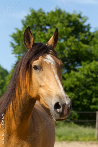 Portrait of a Berber horse.