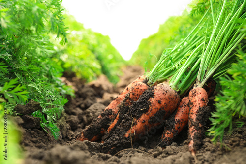 Pile of fresh ripe carrots on field. Organic farming