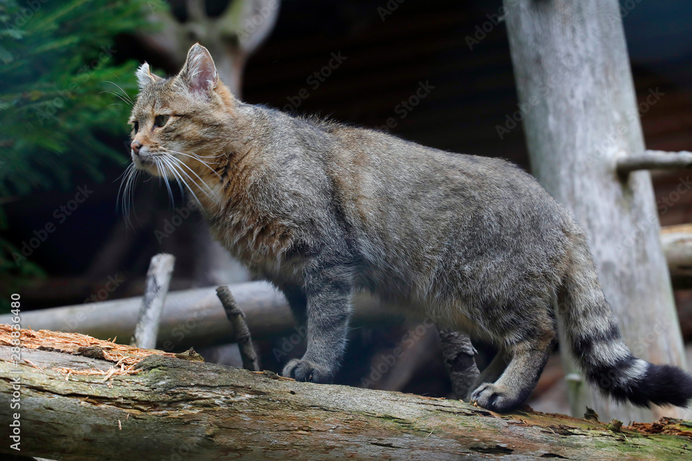 Wildkatze (Felis silvestris) auf Baumstamm Wildkatze (Felis silvestris) auf Baumstamm