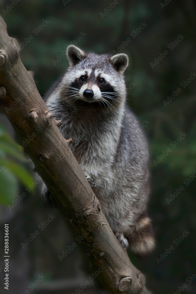 Waschbär (Procyon lotor) oder Nordamerikanischer Waschbär Waschbär (Procyon lotor) oder Nordamerikanischer Waschbär