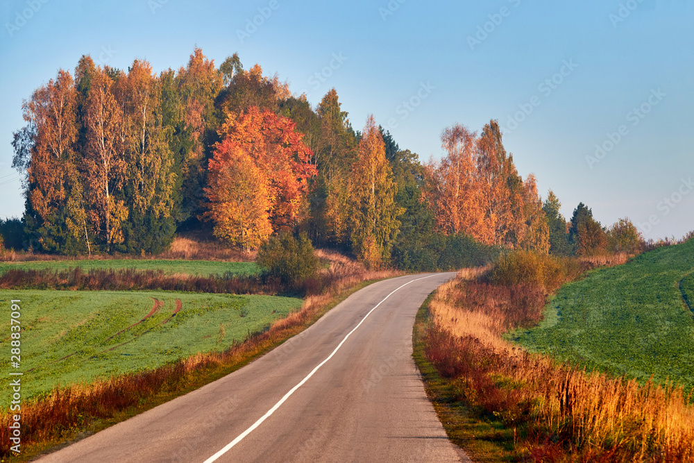 Obraz premium Paved road surrounded by trees during peak colors of Autumn.