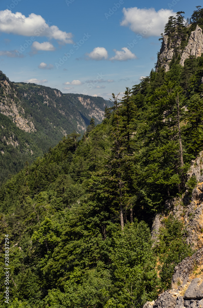 Fototapeta premium Summer Tara Canyon in mountain Durmitor National Park, Montenegro