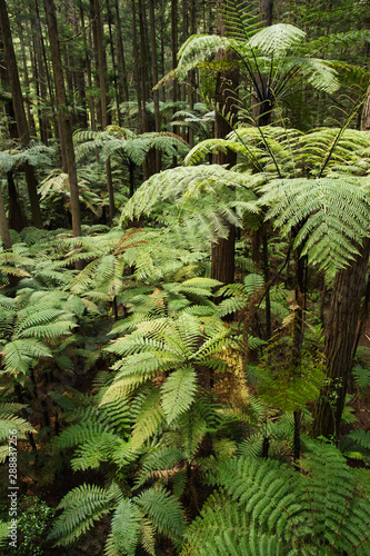 Forest of Tree Ferns and Giant Redwoods in Whakarewarewa Forest near Rotorua  New Zealand