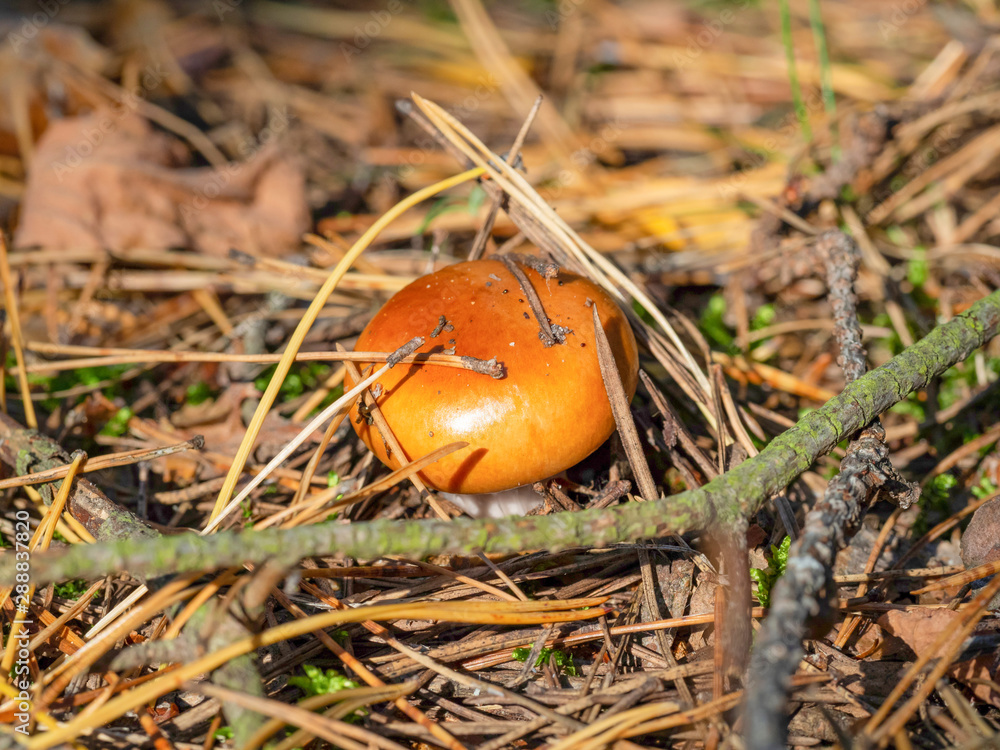 Macro of small brown poisonous mushroom toadstool Macro of small brown poisonous mushroom toadstool