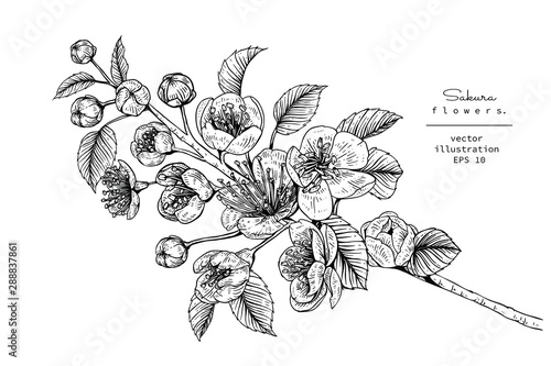 Sketch Floral Botany Collection. Cherry blossom Sakura flower drawings. Black and white with line art on white backgrounds. Hand Drawn Botanical Illustrations.Vector.