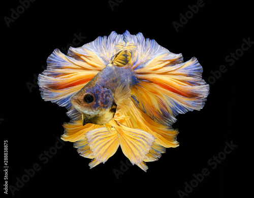 Dark blue and Yellow tail Betta fish,Siamese fighting fish,siamese fighting fish betta splendens (Halfmoon betta,Betta splendens Pla-kad ( biting fish) isolated on black background.