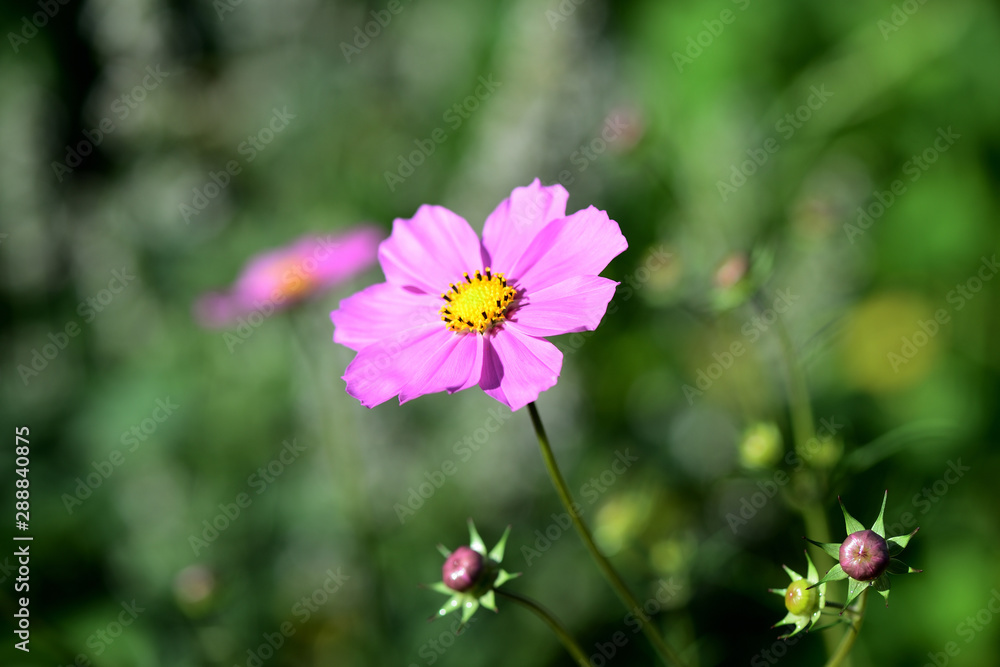 Beautiful cosmos flower in the summer garden, lit by the bright sun Beautiful cosmos flower in the summer garden, lit by the bright sun