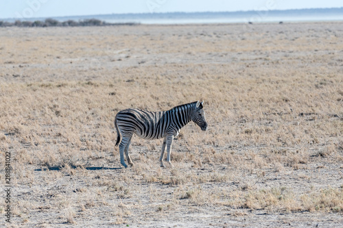 A Burchell's Plains zebra -Equus quagga burchelli- standing on the plains of Etosha National Park, Namibia. © Goldilock Project