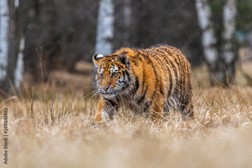 Obraz premium Siberian Tiger running. Beautiful, dynamic and powerful photo of this majestic animal. Set in environment typical for this amazing animal. Birches and meadows