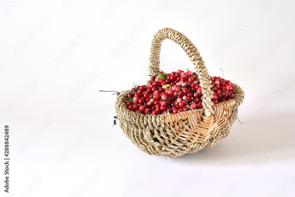 Cranberries in a wicker basket on a light background.