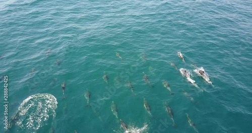 Dolphins Clip Pack - Aerial Footage (California)