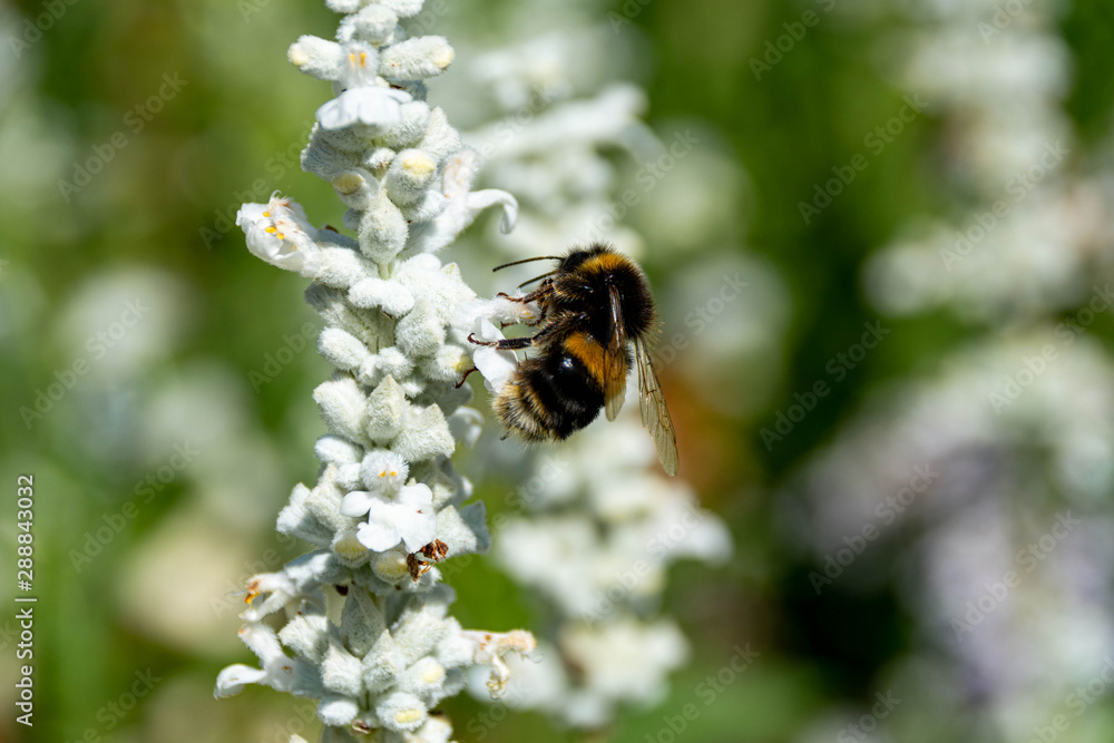 A honey bee gathering pollen from a white flower A honey bee gathering pollen from a white flower