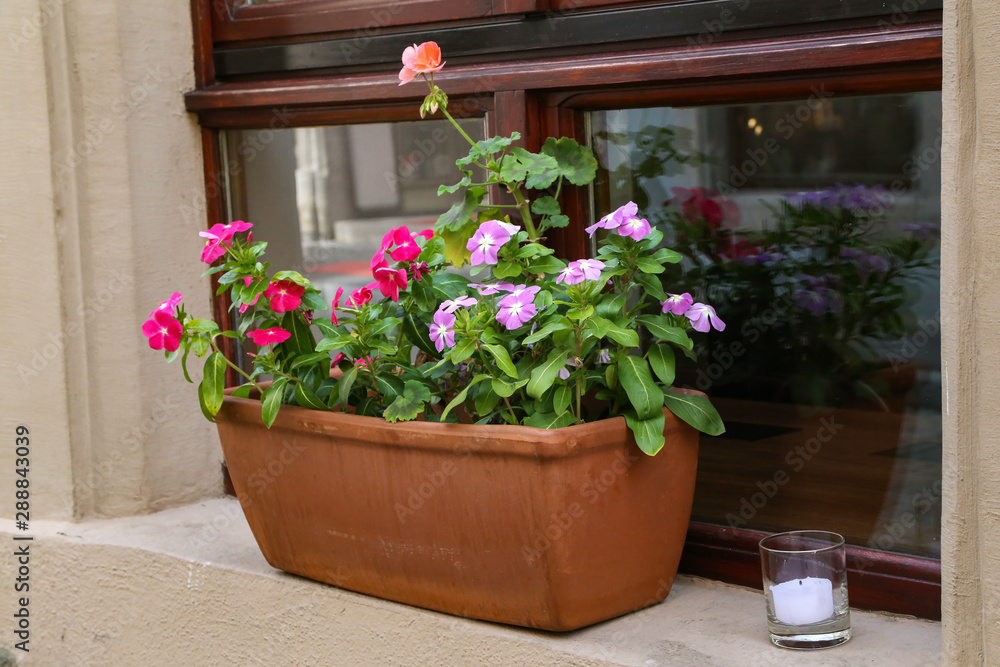 A pot with beautiful flowers stands on the windowsill