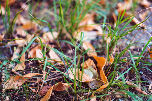 Orange autumn fallen leaves lying on ground. October season specific.