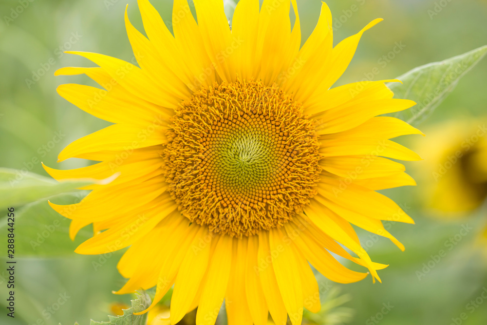 Yellow sunflowers. Field of sunflowers, rural landscape. Yellow sunflowers. Field of sunflowers, rural landscape.