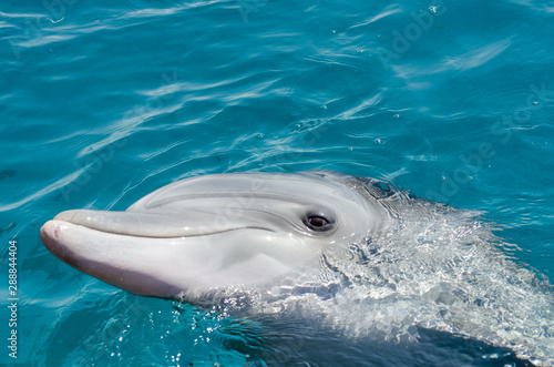 Smart dolphin at the Dolphin Reef in Eilat, on the shores of the Red Sea