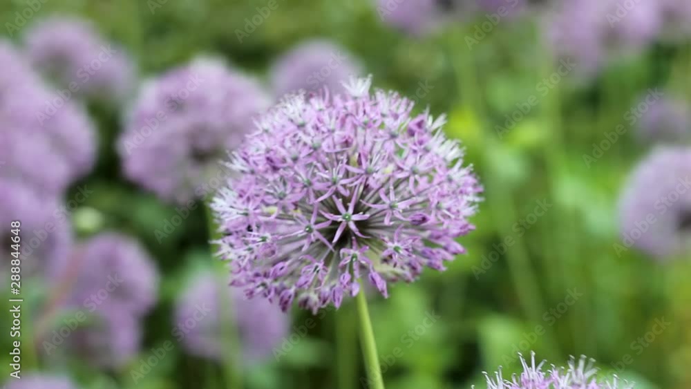 blooming purple decorative green onion Allium in a wind close-up on a blurred background blooming purple decorative green onion Allium in a wind close-up on a blurred background