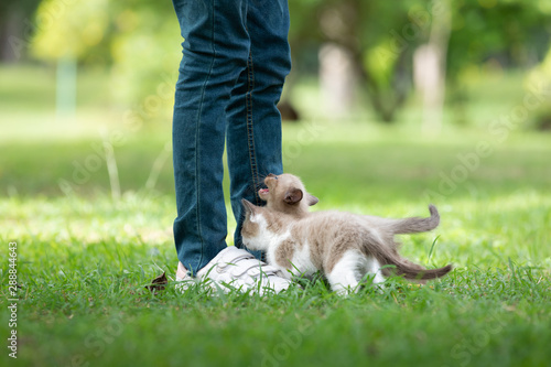 Adorable  kitten playing with human on the green grass in the park.