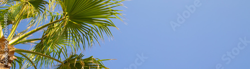Clear blue sky and palm tree. Tropical background