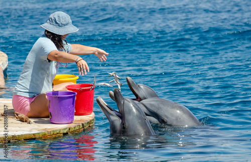 The undefined girl trainer feed the pair of dolphins at the Dolphin Reef in Eilat, on the shores of the Red Sea photo