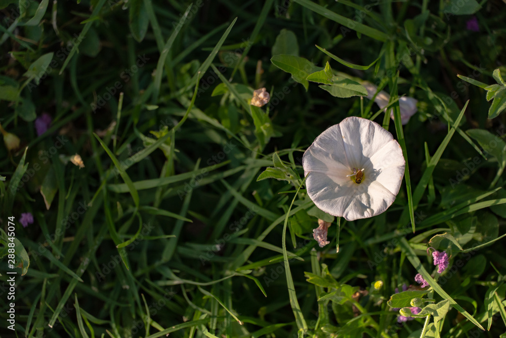 flower in the grass flower in the grass
