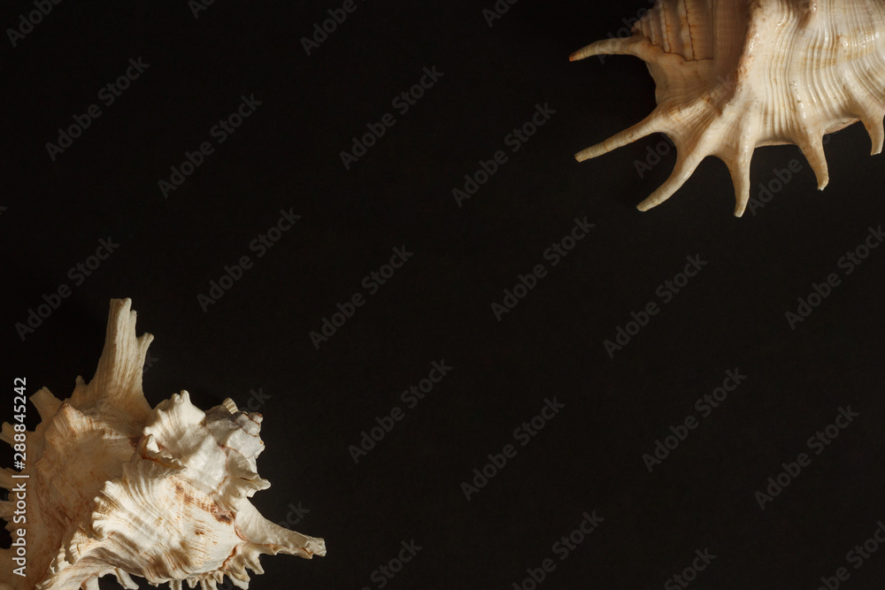 Obraz premium Sea shell on a dark background. Copy space.