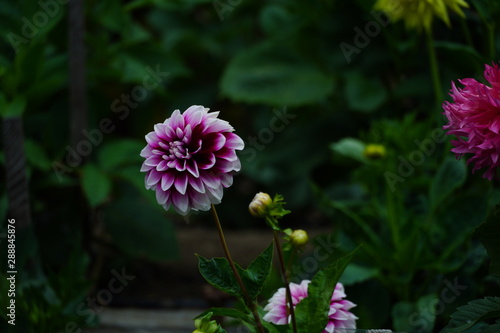 pink flower in the garden