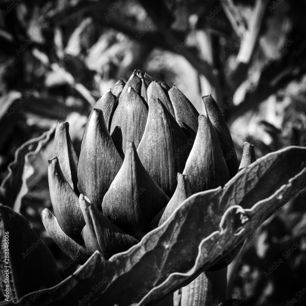 Artischocke schwarz-weiß Details Artischocke schwarz-weiß Details