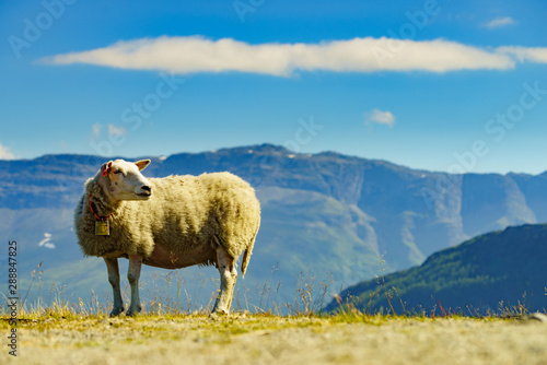 Fototapeta Naklejka Na Ścianę i Meble -  Sheep in mountains, Norway
