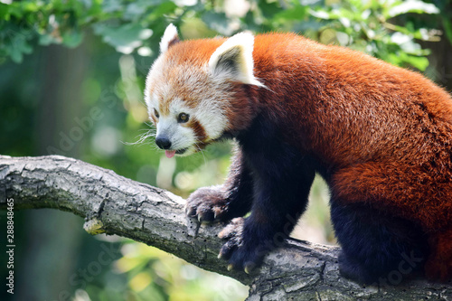 Red Panda Ailurus Fulgens Sitting on Branch