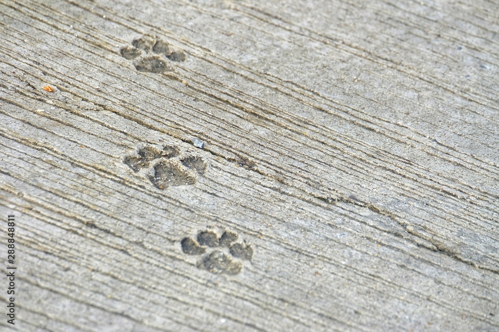 Obraz premium Dogs footprint on hard cement ground floor of a small pavement