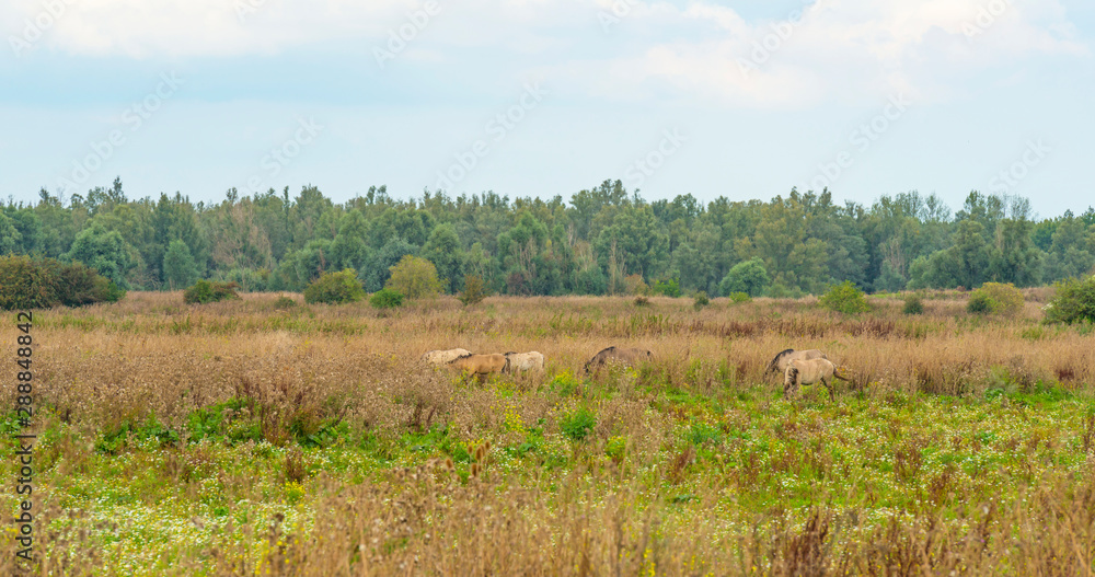 Horses in a field in wetland in summer