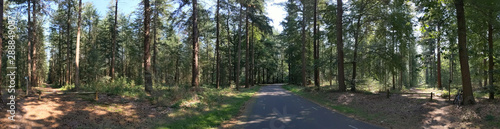 Road through the forest at the Lemelerberg