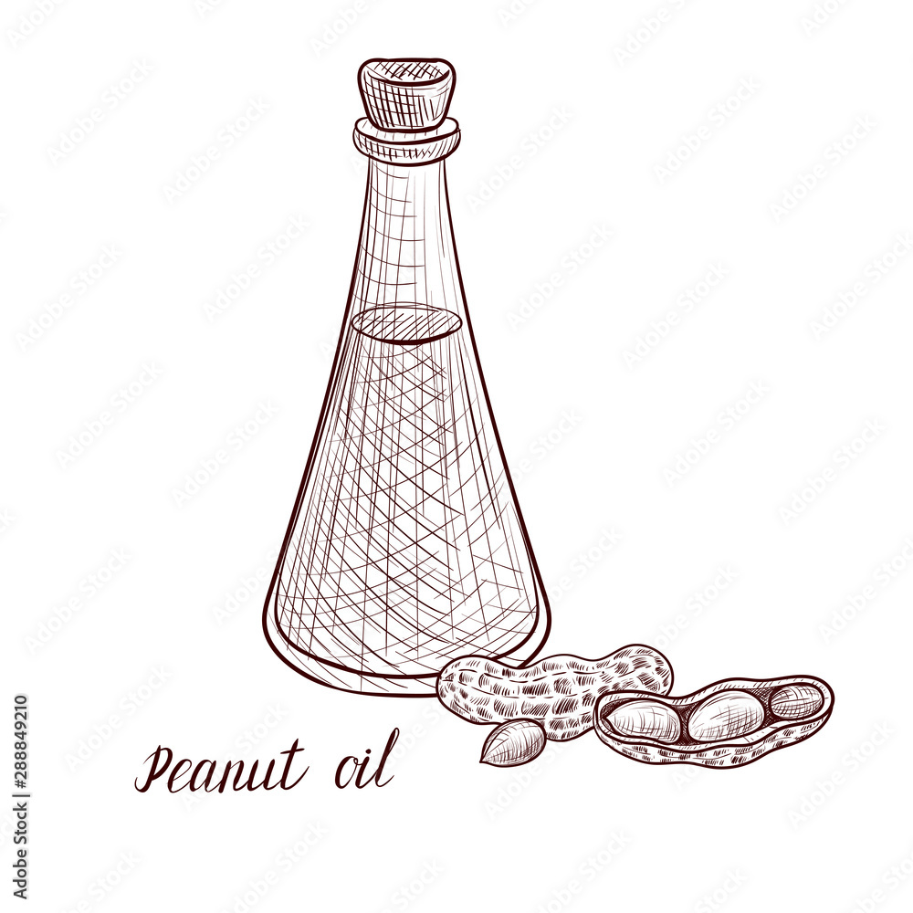 vector drawing peanut oil vector drawing peanut oil