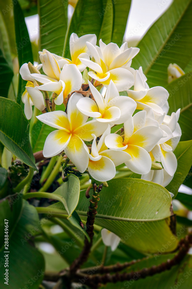 Obraz premium Tropical flowers.