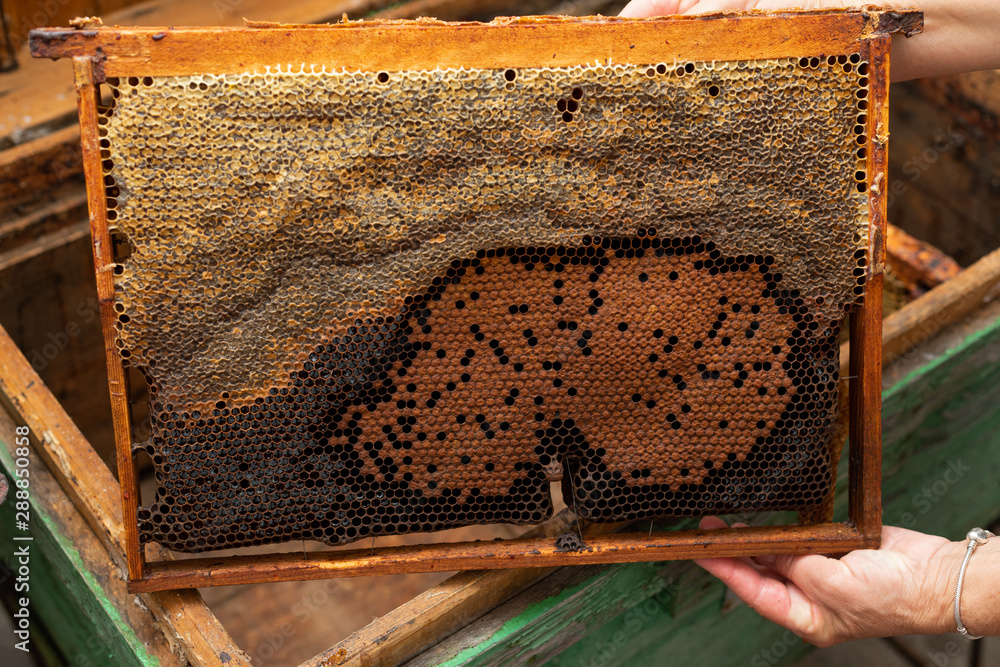 Fresh bee honey from honeycomb Fresh bee honey from honeycomb