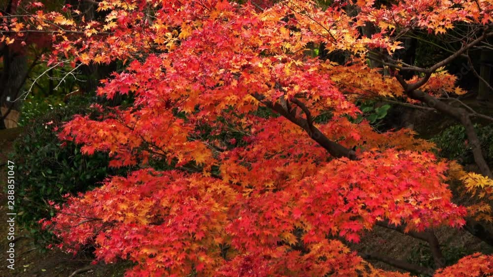 紅葉した楓 4K. Tilt shot of the Japanese maple leaves, autumn leaves 紅葉した楓 4K. Tilt shot of the Japanese maple leaves, autumn leaves