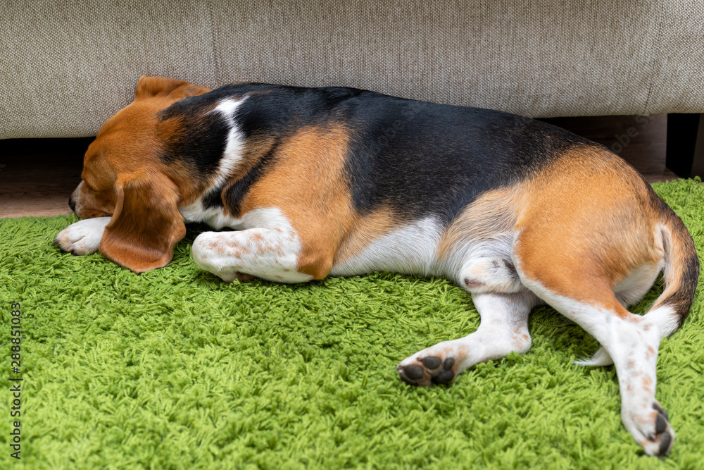 Cute beagle puppy lying on a green carpet at home. Purebred, bes Cute beagle puppy lying on a green carpet at home. Purebred, bes