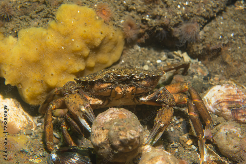 European shore crab (Carcinus maenas) in the western Baltic sea