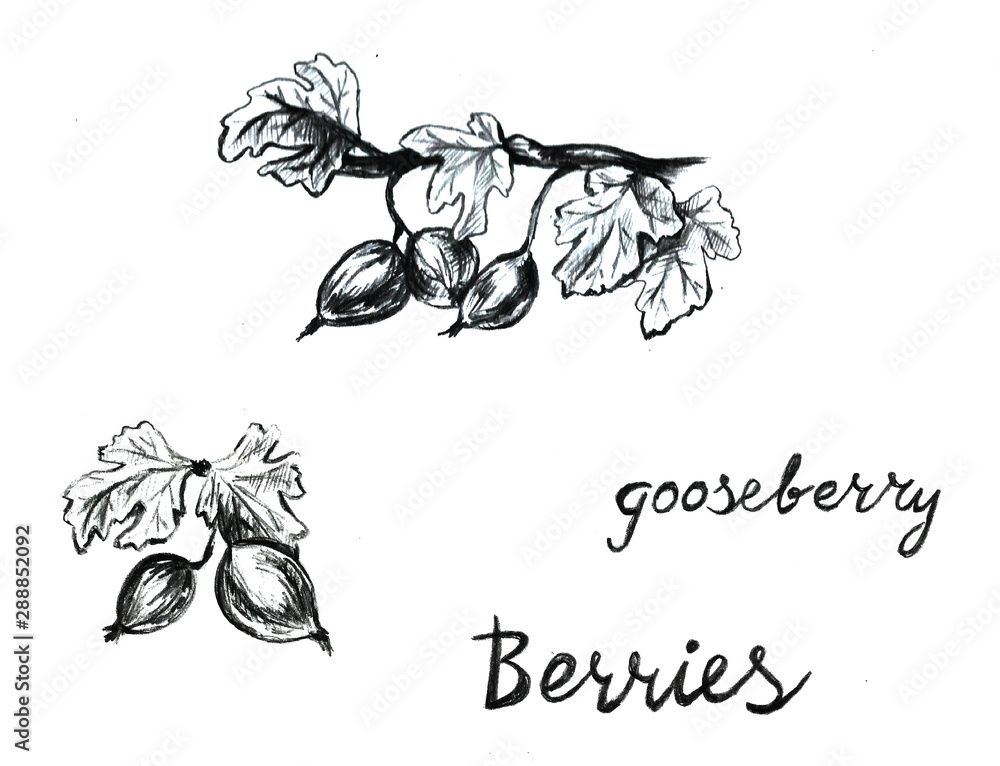 Fototapeta premium Hand drawn with pen gooseberry set frame. Summer autumn berries. Beautiful graphic illustration