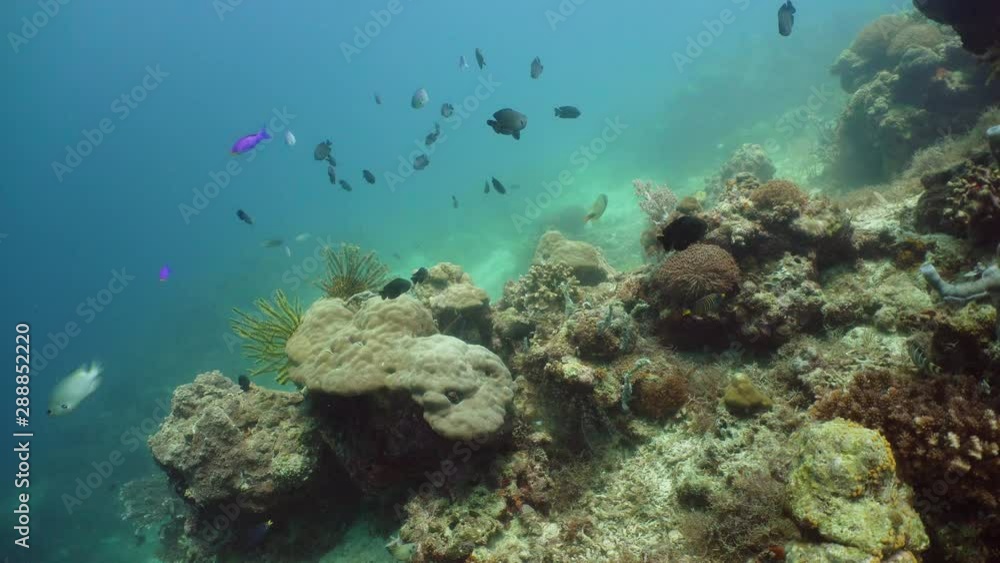 Coral reef underwater with fishes and marine life. Coral reef and tropical fish. Camiguin, Philippines. Coral reef underwater with fishes and marine life. Coral reef and tropical fish. Camiguin, Philippines.
