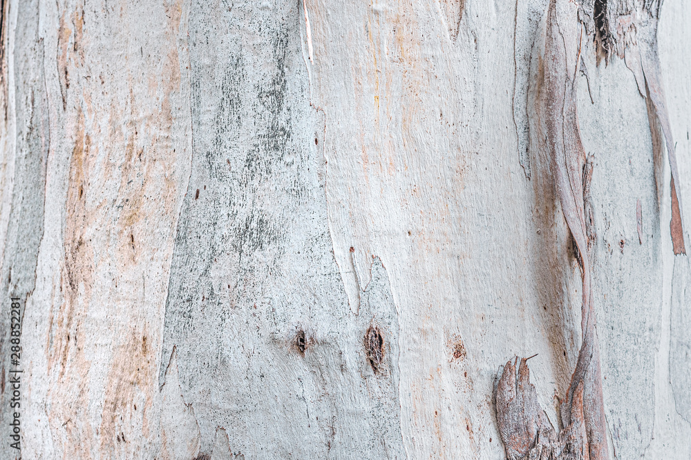 Eucalyptus tree bark texture (Eucalyptus globulus Labill). Eucalyptus tree bark texture (Eucalyptus globulus Labill).