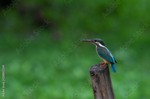 Common Kingfisher, Alcedo atthis Beautiful bird in Thailand.