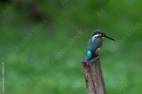 Common Kingfisher, Alcedo atthis Beautiful bird in Thailand.